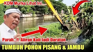 PARAH ALIRAN KALI JADI DARATAN TUMBUH POHON PISAN DAN JAMBU#normalisasikali