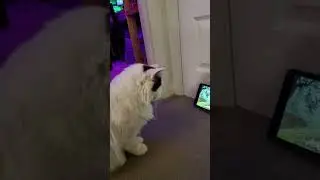 Turkish Van Cat Watching Birds On A Tablet