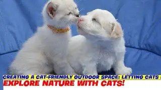 Creating a Cat-Friendly Outdoor Space: Letting Cats Enjoy Nature!