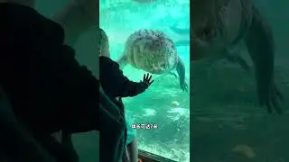 海水中居然有鳄鱼，它叫咸水鳄！