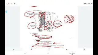 Lower limb fractures 1   6 oct