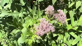 Joe-Pye Weed: Pollinator friendly perennial.