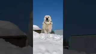 алабай собаки alabai alabay dog shun sobaka