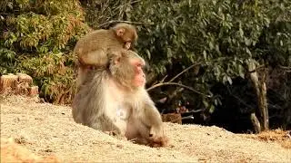 Macaca fuscata  - Macaco japon&ecirc;s em Arashiyama