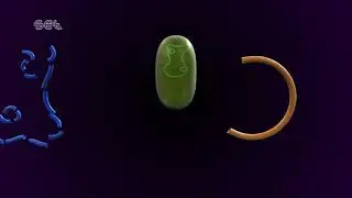 Production of Insulin
