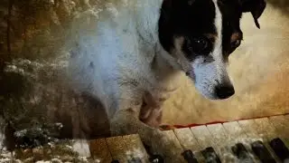 Heart Of A Dog reviewed by Mark Kermode