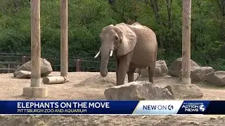 Pittsburgh Zoo & Aquarium embarking on 'new chapter' of elephant care, conservation
