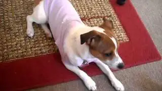 Lily the Jack-chi and Reese the Pom-chi being silly