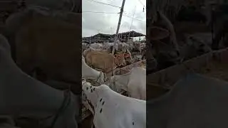 Malir Mandi main mid range k janwar #malirmandi #malirmandi2022 #cattle #cattlefarm #sohrabgoth