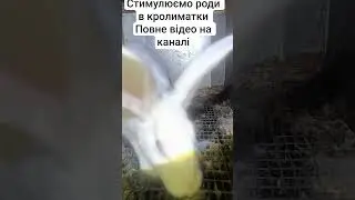 Стимулюємо роди в кролиматки.