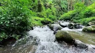 Refresh your night with peaceful river ambience beneath daylight trees aiding deeper rest
