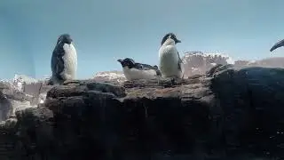 Sea World Penguins San Antonio, Texas #travel #sanantonio #SeaWorld #texas #usalife #travelvlog 