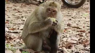Briget Mama Monkey ,How To See Briget Eat Corn During Carry Her Baby Brandi New Born