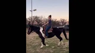 Mr Bojangles - 17 year old pinto gelding