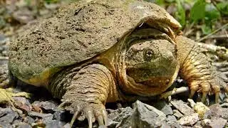 Meet the Common Snapping Turtle