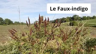 Le Faux-indigo, un arbuste rustique qui fournit pollen et nectar en quantit&eacute;s aux abeilles.