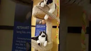 Leinani and Kelina In the Cat Tree