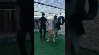 دیدار قهرمان کروش رجبی از ماکس جان 🥰Like Comment Subscribe
