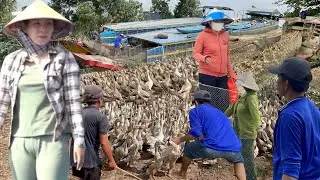 Full Video: 4 Boats Carry 800,000 Ducks Leaving Empty Fields for New Feeding Grounds in Vietnam