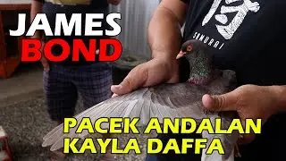 TIM CHOCOLATE PANTAU KANDANG PACEK KAYLA DAFFA, CARI MATERI ?