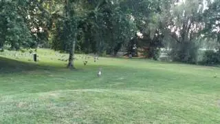 Сотни гусей в городском парке Этамп Франция