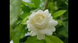 How to play guitar - Jasmine flower - ABRSM guitar 1 List A - demo