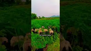 BEST SHEEP FARMING IN TELANGANA