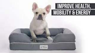 PetFusion Ultimate Dog Bed | Orthopedic Memory Foam
