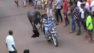!! EKDAM ZABARDAST BUFFALO RACING IN BAFFALO RACE AT  VADGOAN BELGAUM !! {BULL RACING)