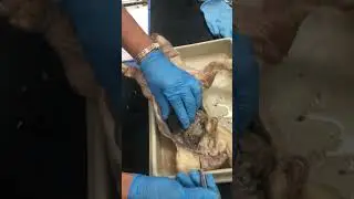 Fetal Pig Endocrine and Reproductive Dissection