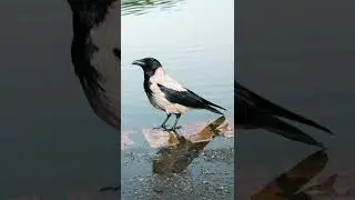 🔥RAW vs Edit 📸🔥 #shorts #animal #preset #before #after #lightroom #photoediting #raven #crow #edit