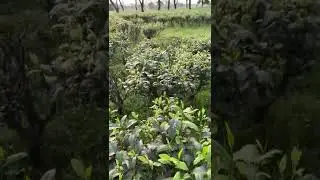Naturolled | Tea Garden | Dooars Tea | Tea business