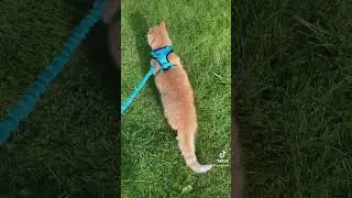 Sultan discovers the world outside the garden 😎🥰🐈🧡🐈