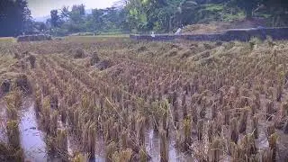 Farm Logistics: Moving the Grain Harvest by Hand _FarmersLife _Shorts