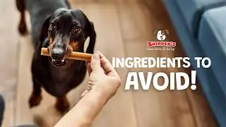 Exposing Dog Treats: The Ingredients That Are Poisoning Your Pets
