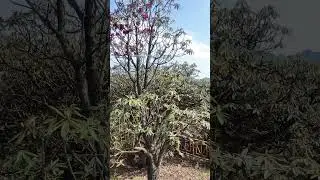 Azalea King 1300 Years杜鹃花王3 #4kwalk #travel #旅行