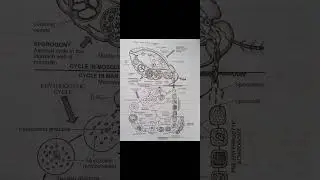 Life Cycle of Plasmodium 😊      Plasmodium Vivax #biology #science #shorts #viralvideo