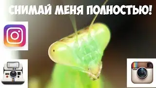 Богомол Hierodula multispina: обзор фототехники и ошибка в определении вида.