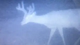What is a Deer Factory