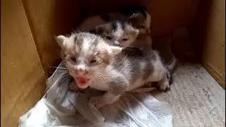 baby cat funny and angry cat moment