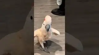 Sevimli Papağan 🦜 ✔️