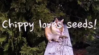 CHIPPY the Chipmunk