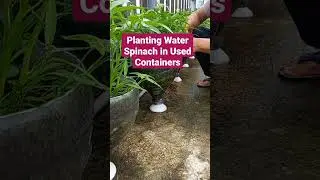 Planting Water Spinach in Used Containers #shorts #shortvideo #spinach