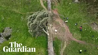 Boy arrested after famous Sycamore Gap tree cut down in Northumberland