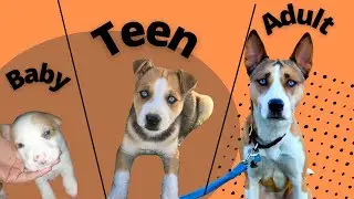 pitsky pitbull and husky mix (0-12months) TIMELAPSE Grow Process