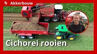 10 hectare cichorei voor de regenbuien oogsten
