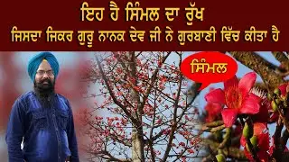 Simmal Rukh Saraira । ਸਿੰਮਲ ਰੁਖੁ ਸਰਾਇਰਾ । ਜਿਸਦਾ ਜਿਕਰ ਗੁਰੂ ਨਾਨਕ ਦੇਵ ਜੀ ਨੇ ਗੁਰਬਾਣੀ ਵਿੱਚ ਕੀਤਾ ਹੈ