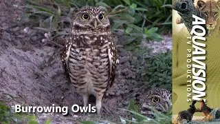 Bunking with Burrowing Owls: Nature's Coolest Roommates! #owls #stockfootage