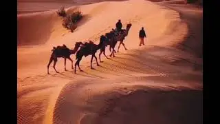 17 July 2024/Camel