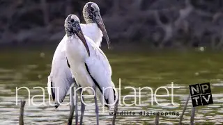 Wood Stork Behaviors and other Tidal Marsh Long bills | Nature Planet Films